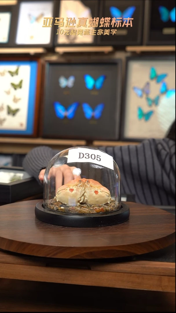 馒头蟹标本玻璃罩款d305