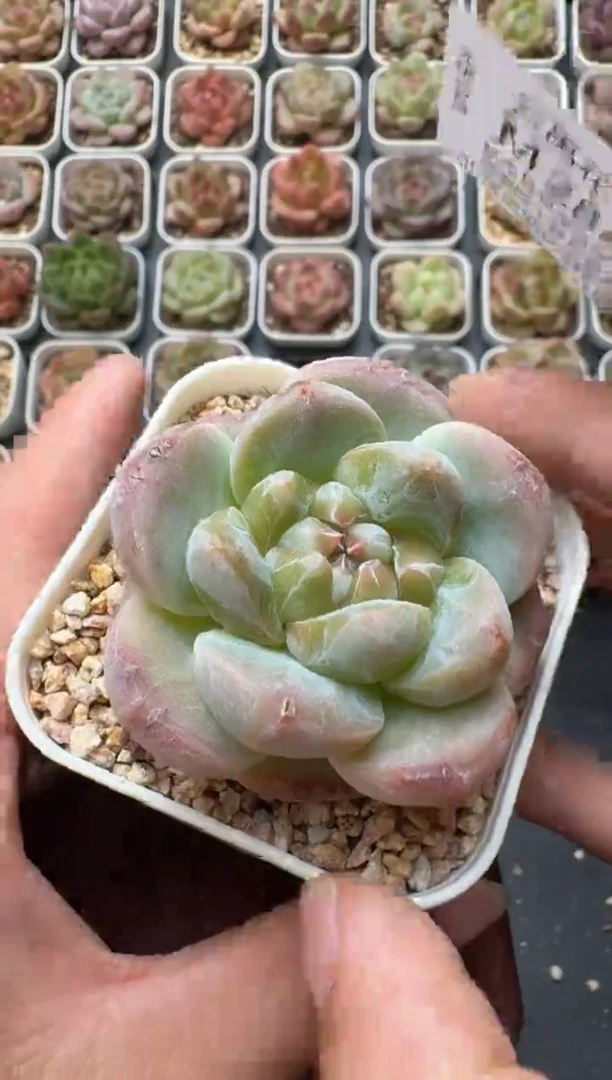 284M带盆土发 当场拍3颗以上包柚 多肉植物 一物一拍