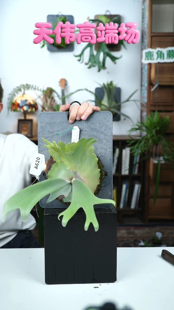 不开花植物A620-蓝色男孩