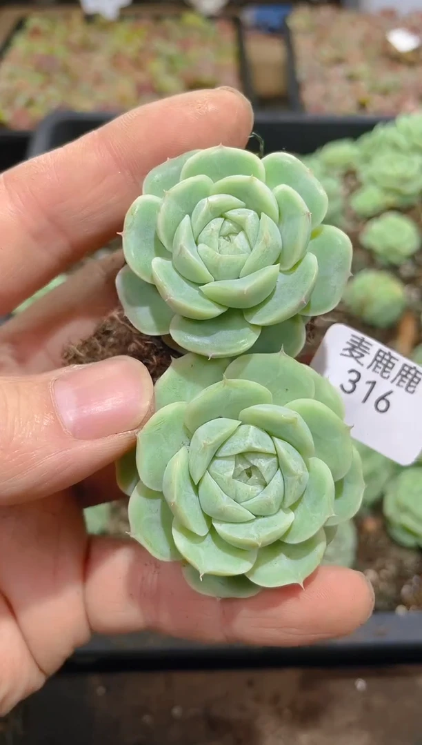 316白芷       量拍