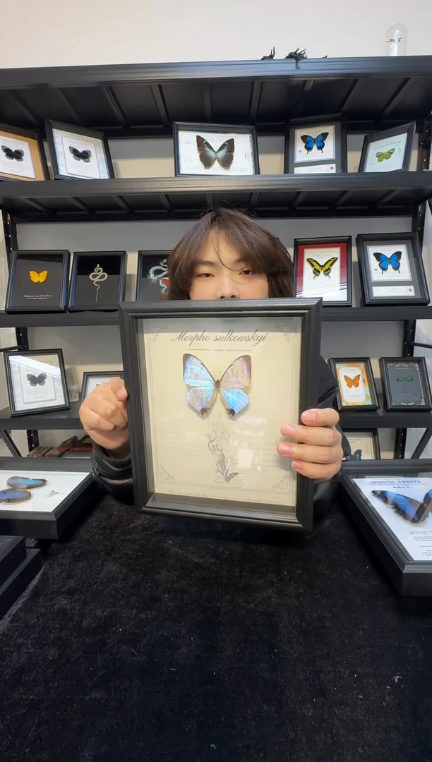 玻璃真实蝴蝶标本