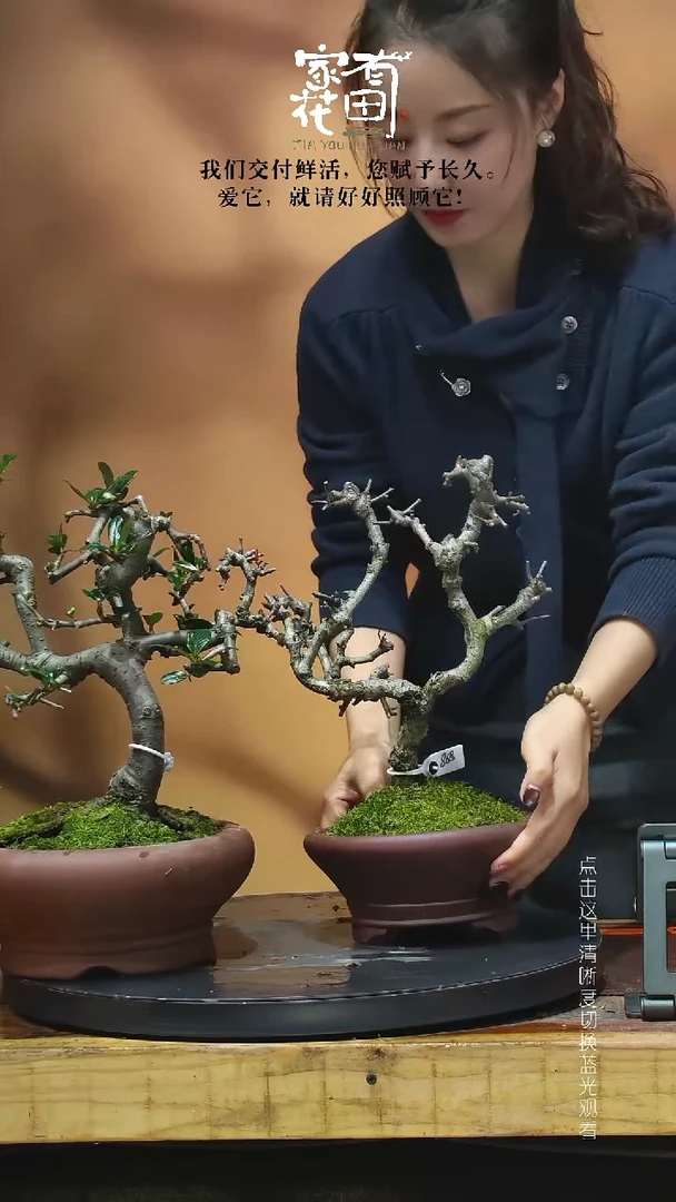 无花朵人***间家有花田海棠两个。