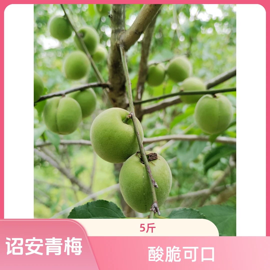 诏安青梅鲜果高山生梅子酸脆口感适合泡酒酵素制作
