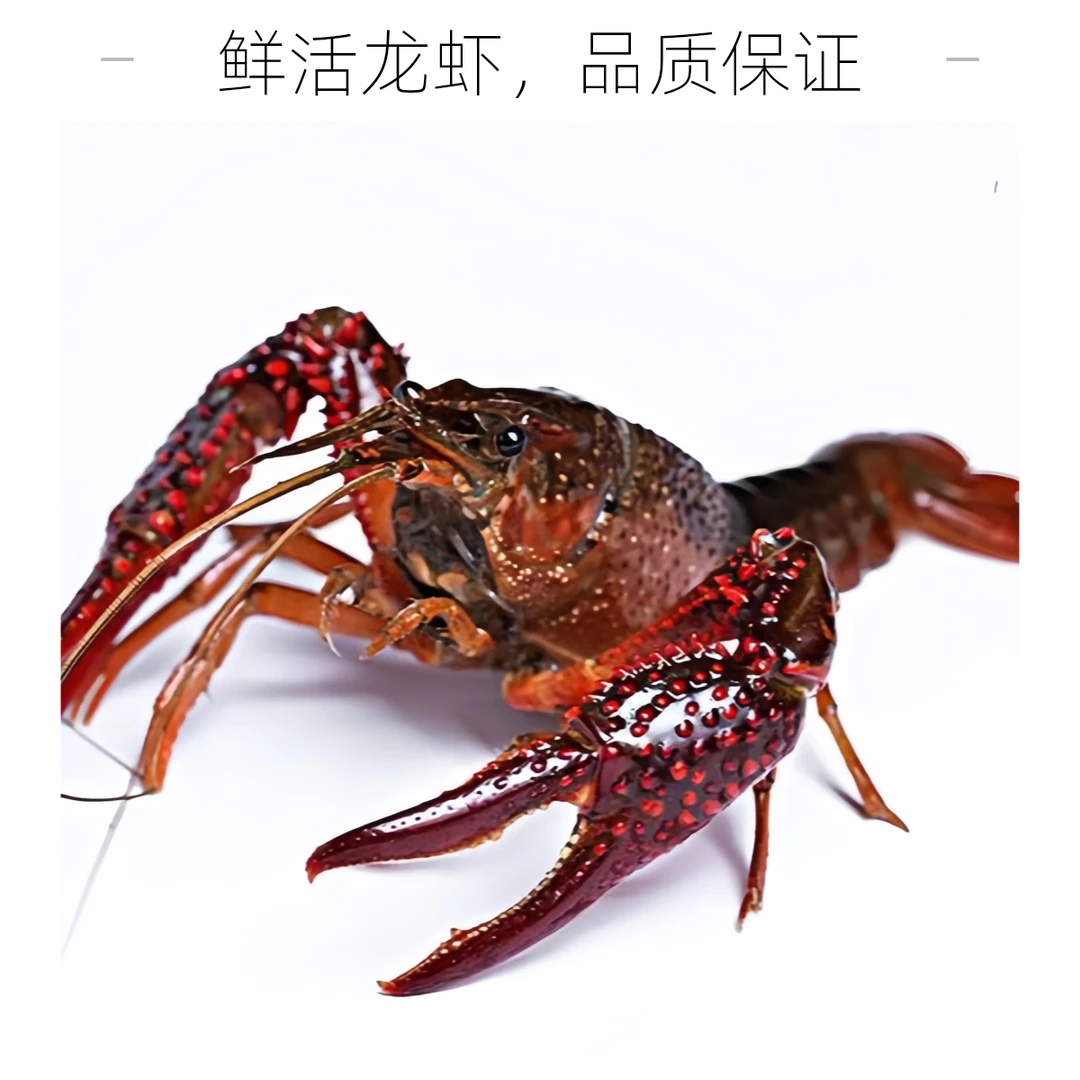 7-9钱鲜活青壳大龙虾/大青虾 1500g小龙虾制品小龙虾制品小龙虾制品龙虾同城送