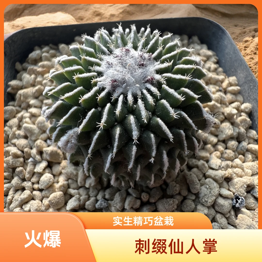 实生精巧殿刺缀仙人球稀有开花娇丽属趴刺不扎手仙人掌室内盆栽