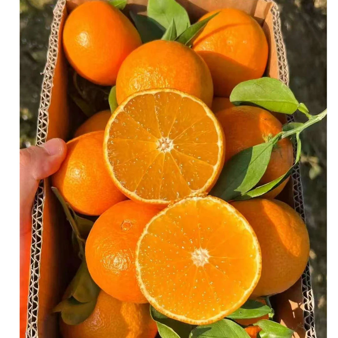 四川爱媛38号果冻橙新鲜应季水果皮薄肉嫩多汁现摘现发x（月）