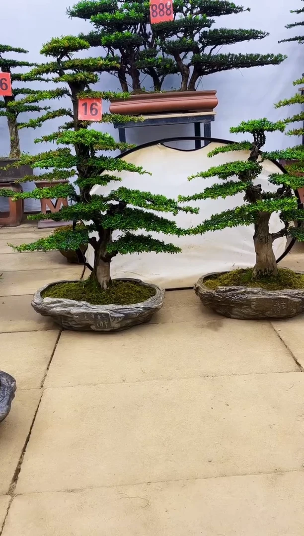 无花朵一物一拍，所见即所得