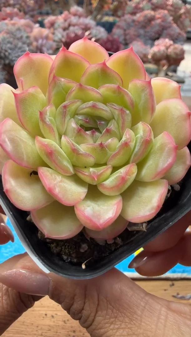 东云多肉园二店-99