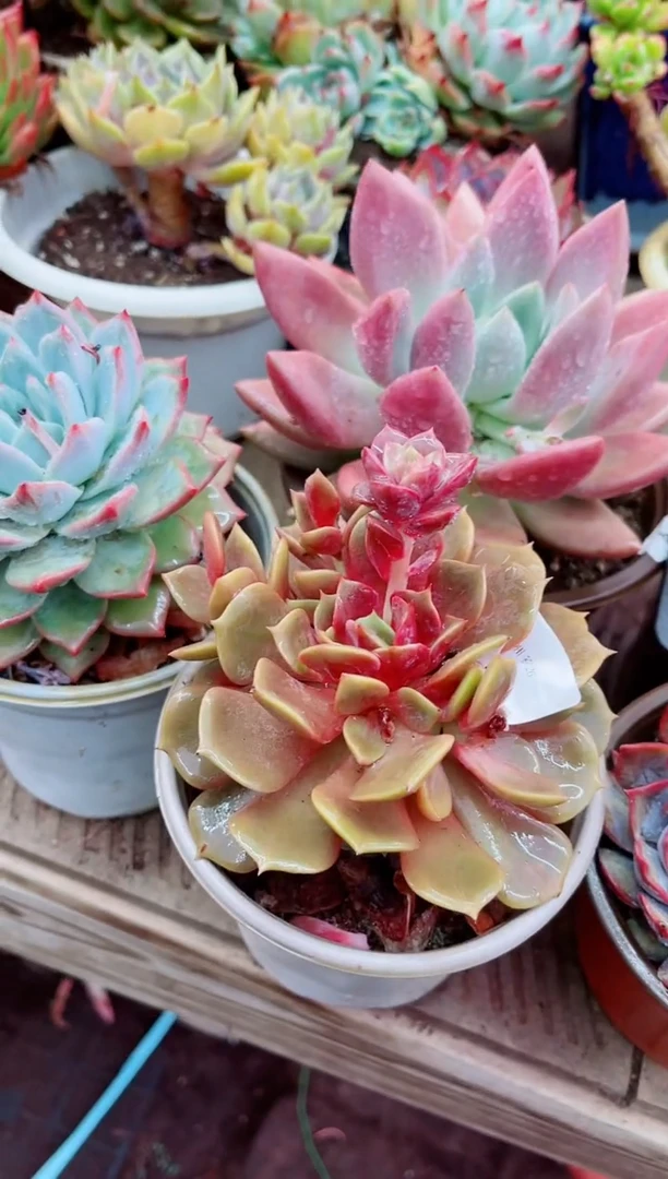 26041多肉植物一物一拍