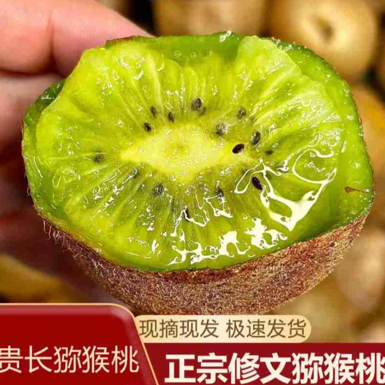 贵州修文县贵长绿心猕猴桃