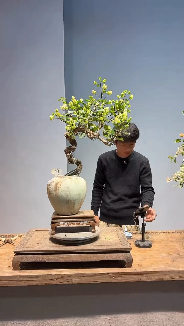 全部花朵碧**雪三角梅9