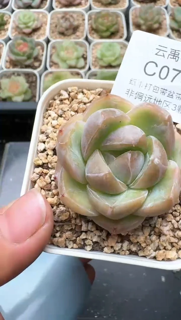762C云禹多肉植物 带盆土纸巾打包 3颗包邮