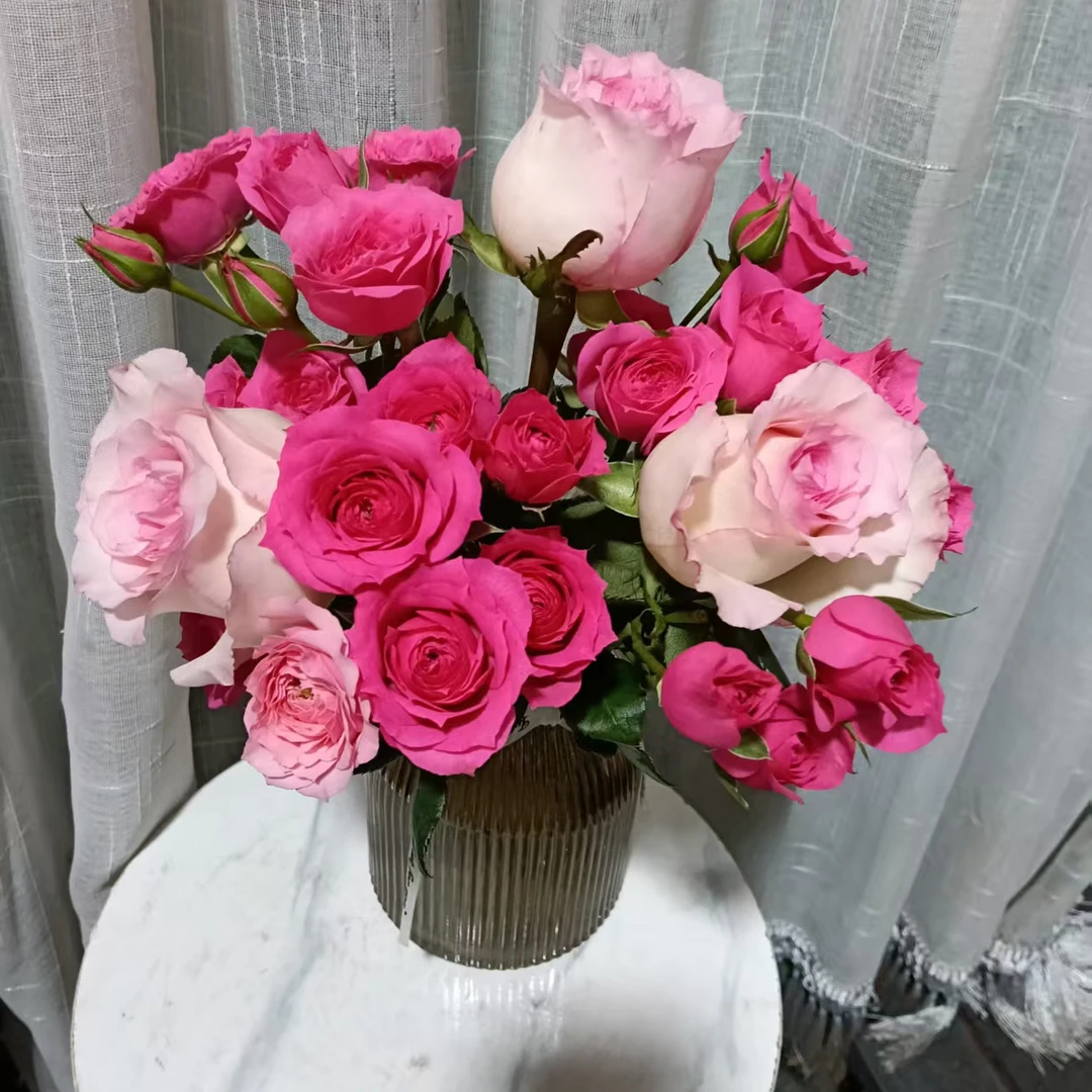 苏菲宝贝加洛神