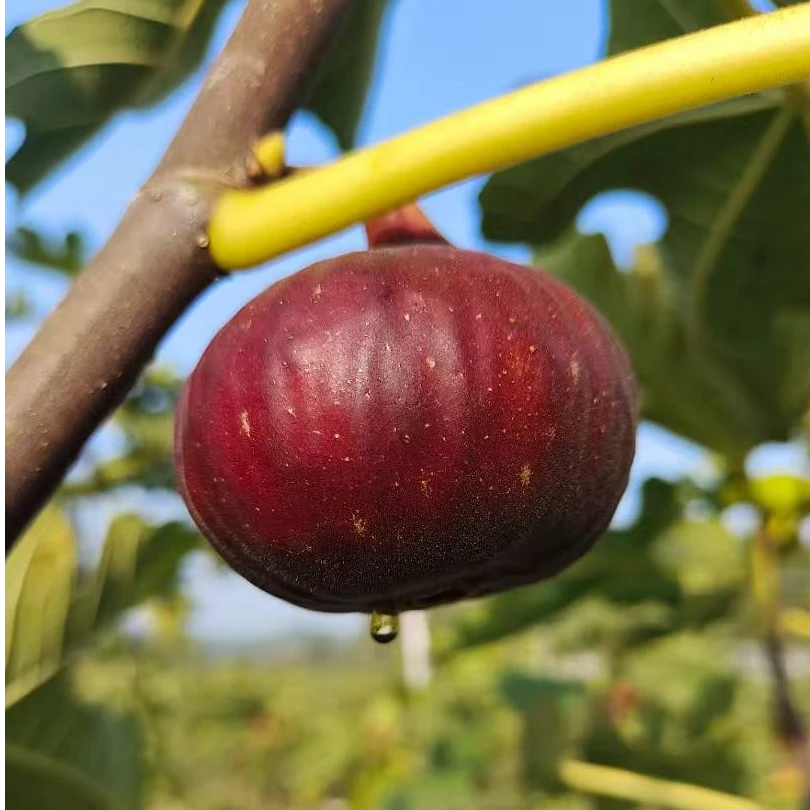 一物一拍波姬红无花果原盆原土发货