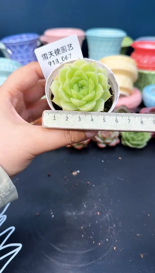 918-067青山（冠幅5CM）