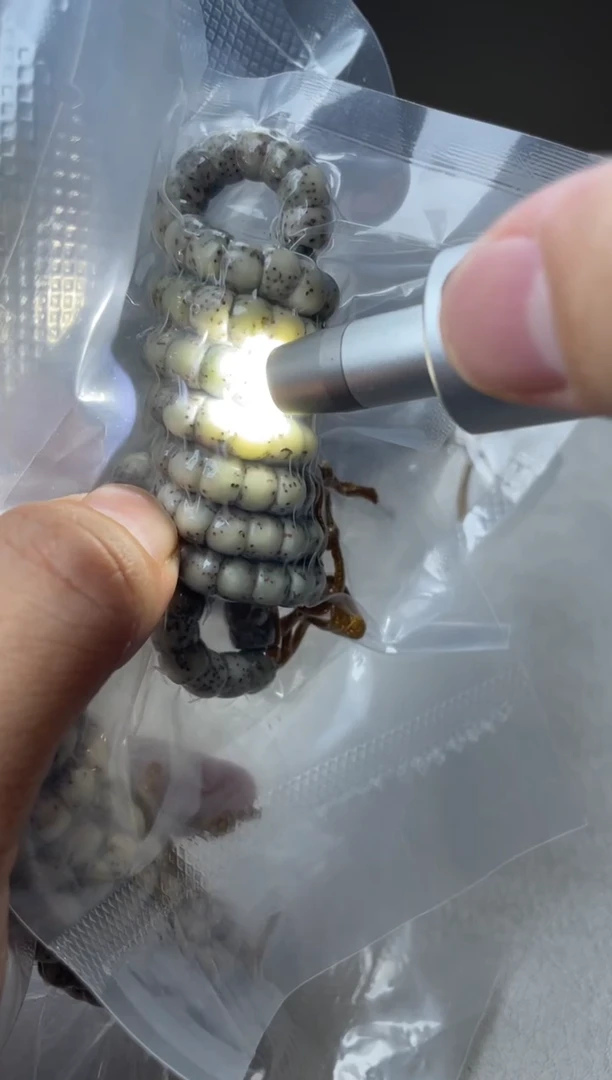 吊坠星月菩提糯冰料卡7mm直切大肠