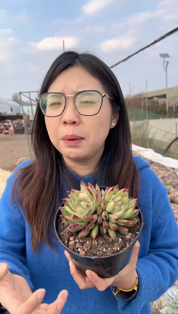 【闪购商品】107-双头起二代虞美人带盆土14.8