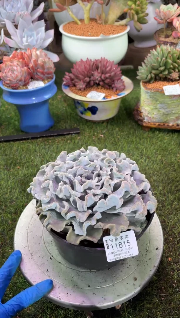 【闪购商品】11815