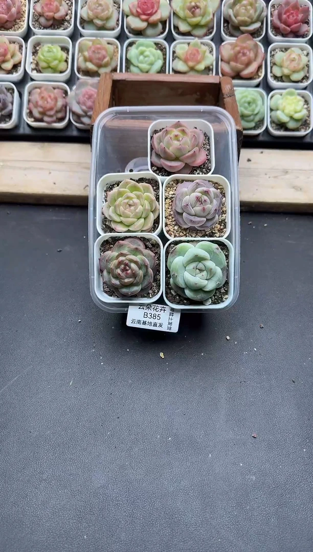 珍妮杂交多肉B385
