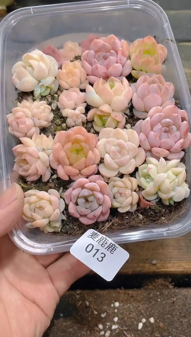 013白夜明珠     量拍