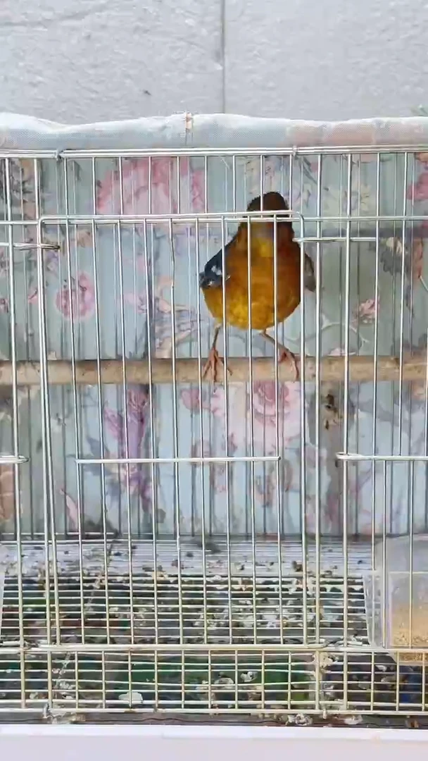 82号橙头老毛养笼0元起拍