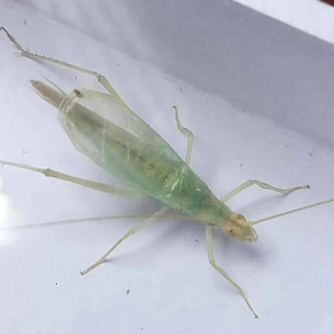 北京大蛉模型模具3只特价