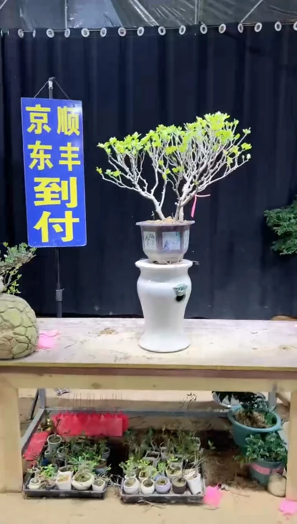 无花朵一**为海岛栀子花