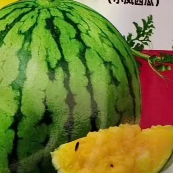 小凤西瓜黄壤西瓜种子四季种植盆栽阳台