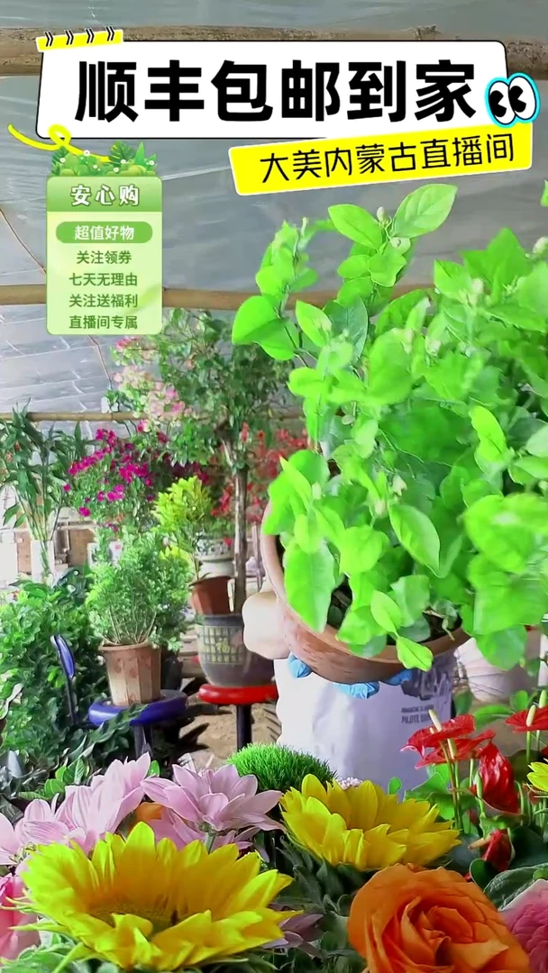 虎头多支木本茉莉
