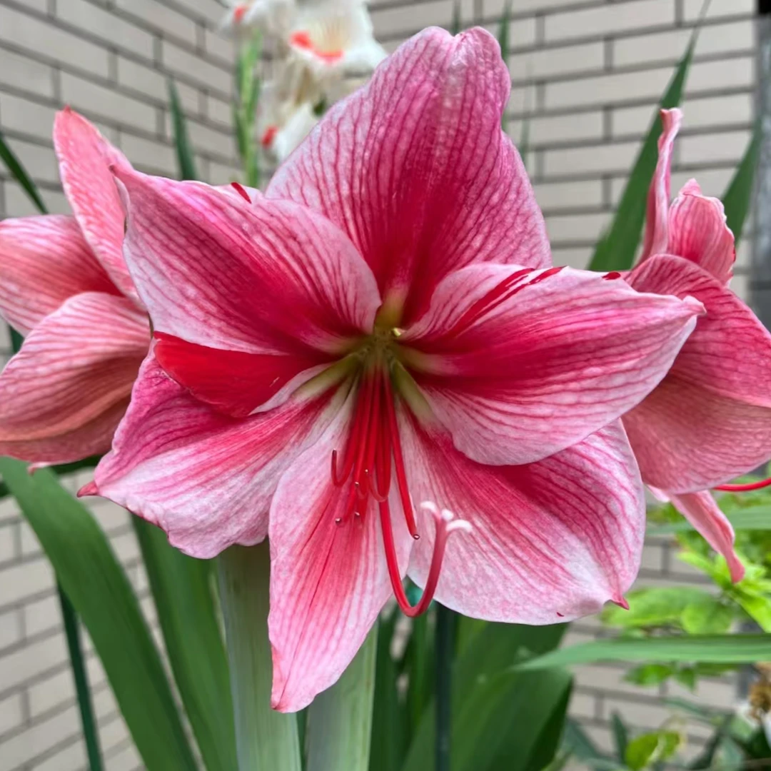 朱顶红种球（花瓶3-4cm左右）自然球幼苗一颗【拍2送1】