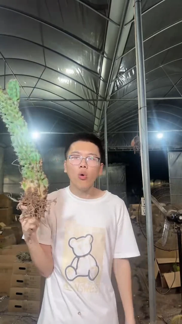 高40cm+ 虎头山【带根】