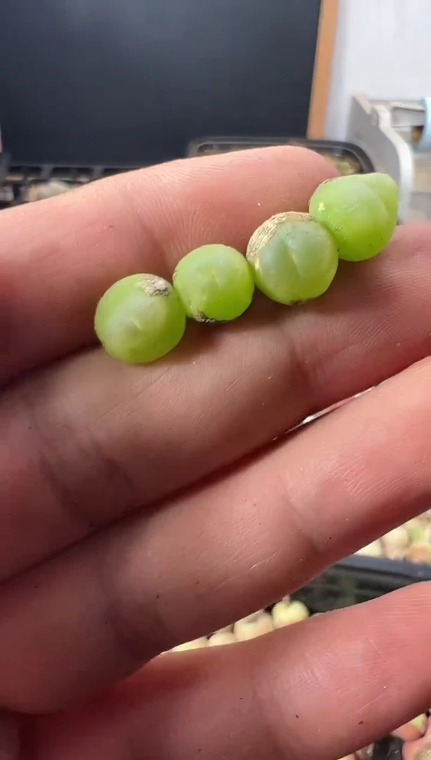 一物一拍          微瑕  无售后782