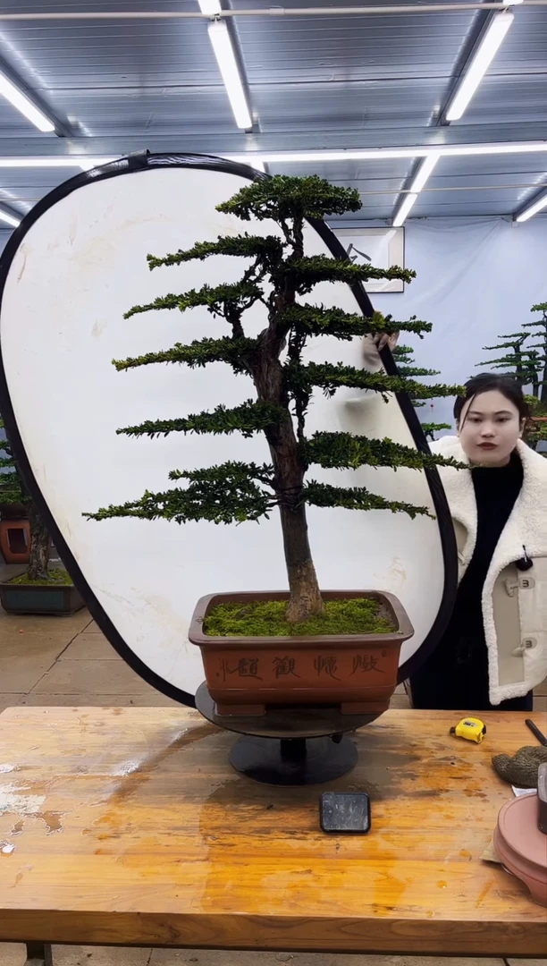 【闪购商品】高端盆景一物一拍，所见即所得