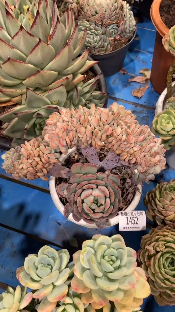 【闪购商品】1452玛瑙缀