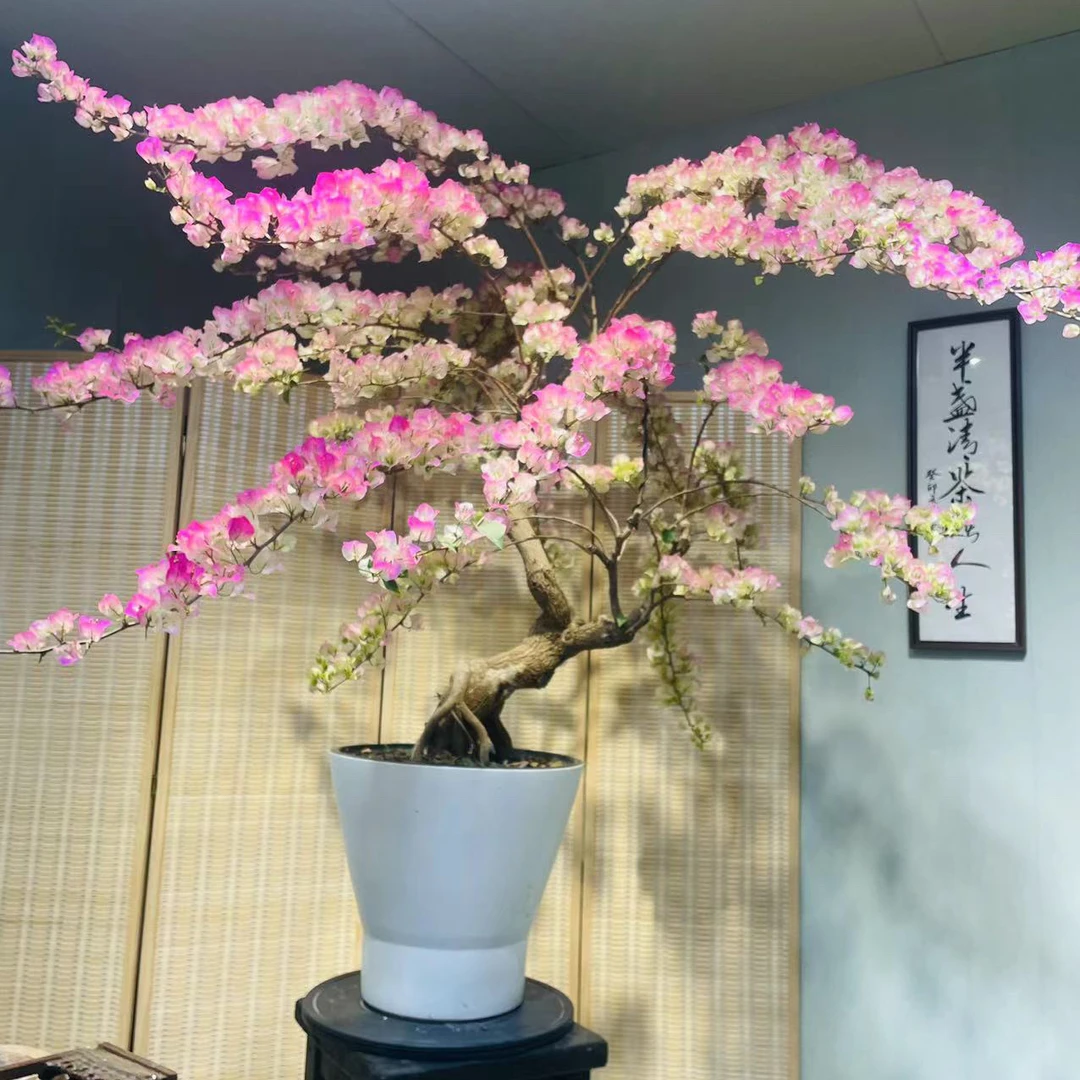 三角梅一物一拍三角梅四季开花勤花好养