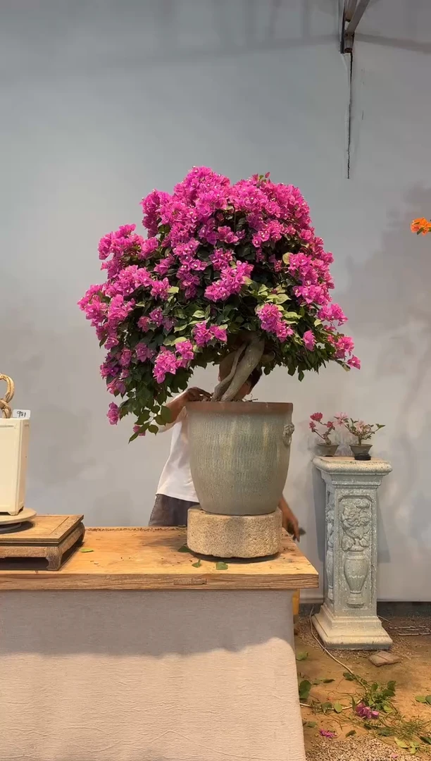 全部花朵K****2是的人格的活动