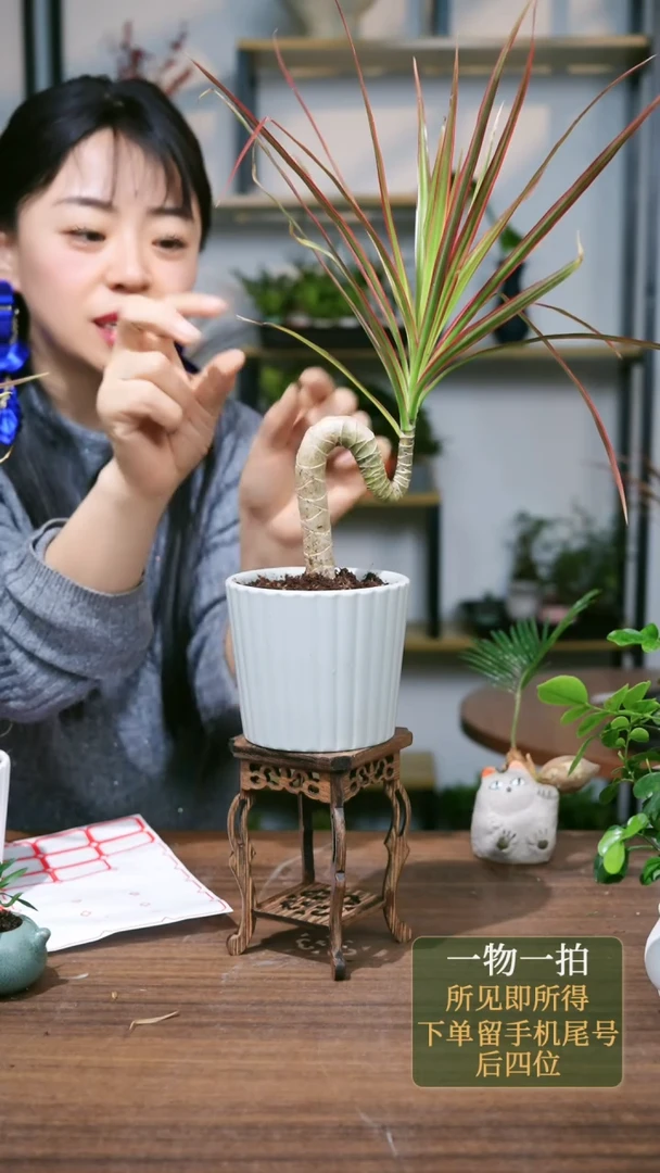 【闪购商品】197--1151灰千年木