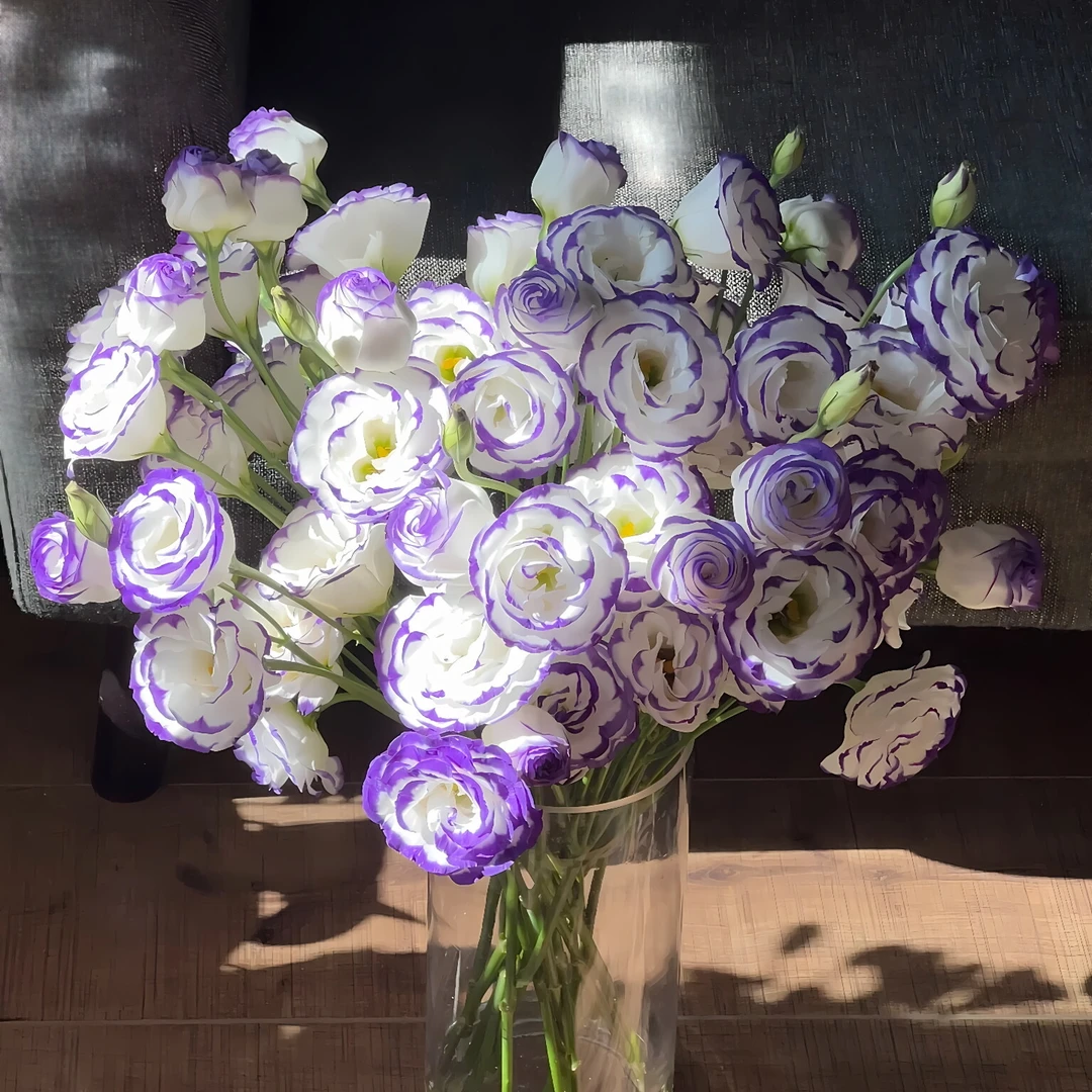 【云舍花卉】【紫边】洋桔梗 全场任意满两单及以上鲜花包邮发货