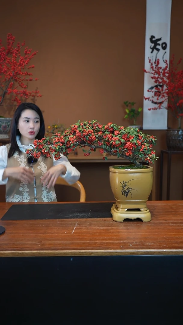 全部花朵火棘盆景盆景盆景