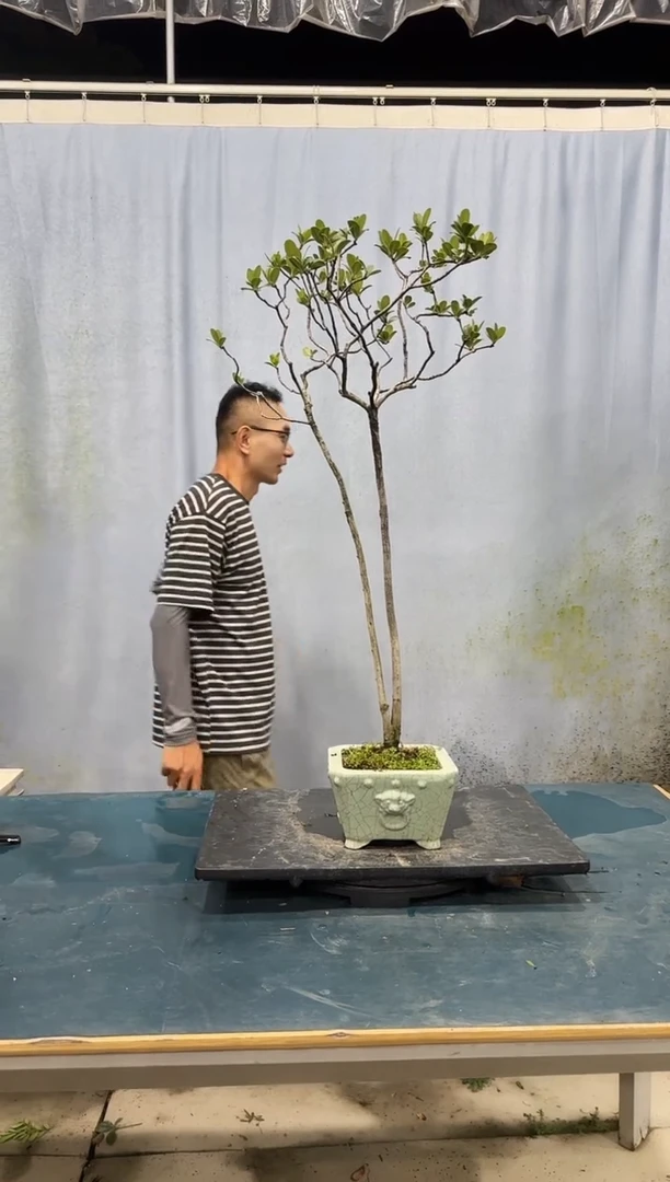 无花朵春花春花春花春花春花