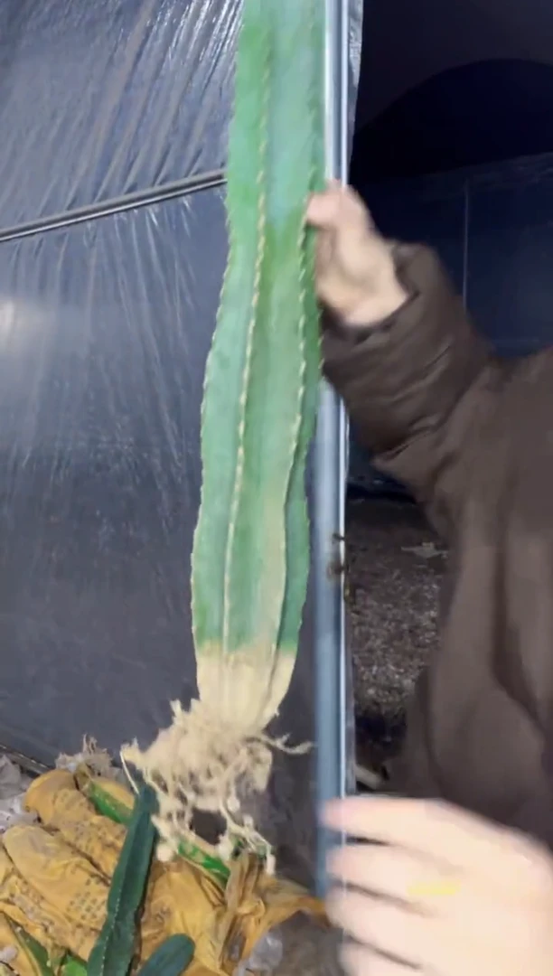 【闪购商品】【带根】50cm 量天尺