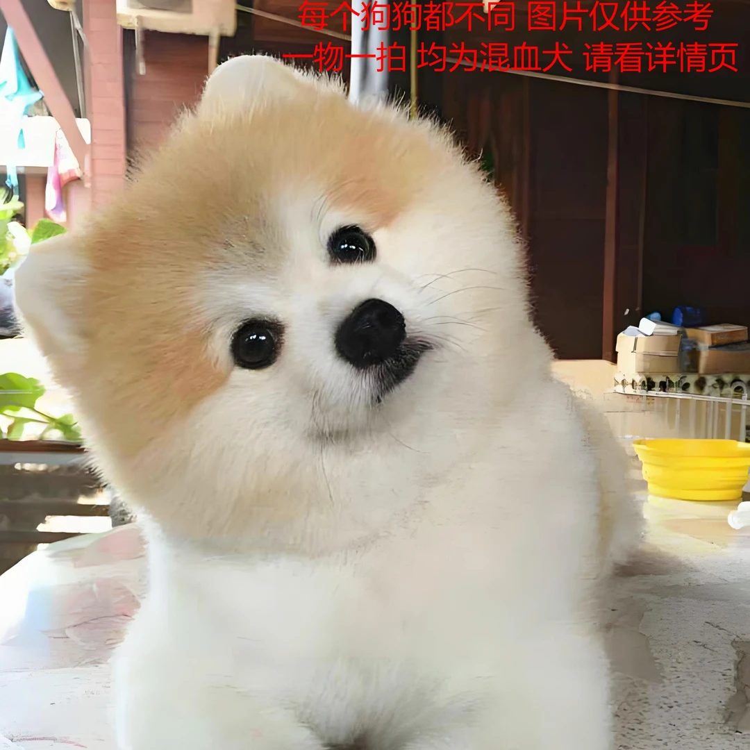 狗狗活体混血豆柴黄头白面等各种小狗犬柯基边牧等直播链接挑选