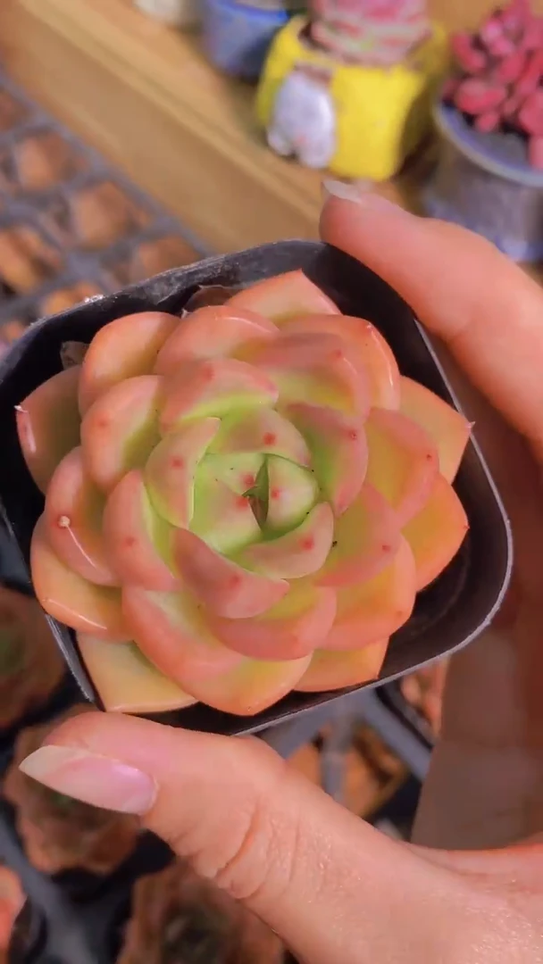 B11-金焰小桔（量拍）