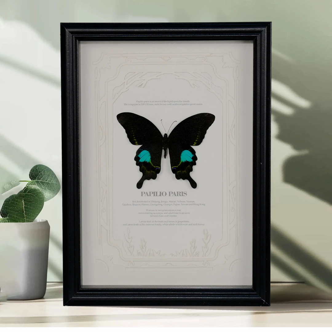 巴黎翠凤蝶真蝴蝶标本装饰画