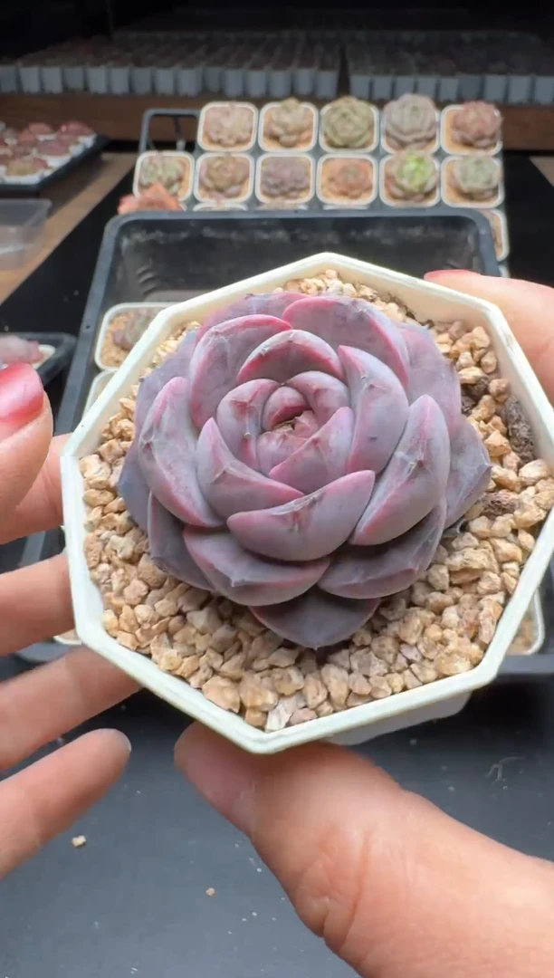 【闪购商品】043号一物一拍珍妮多肉花卉植物3颗起发