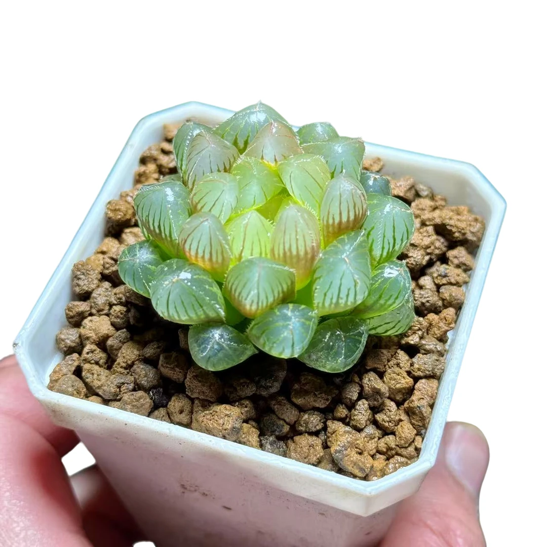 【洛神玉露】十二卷新手好养多肉植物根系带土原盆栽培种植拍下发