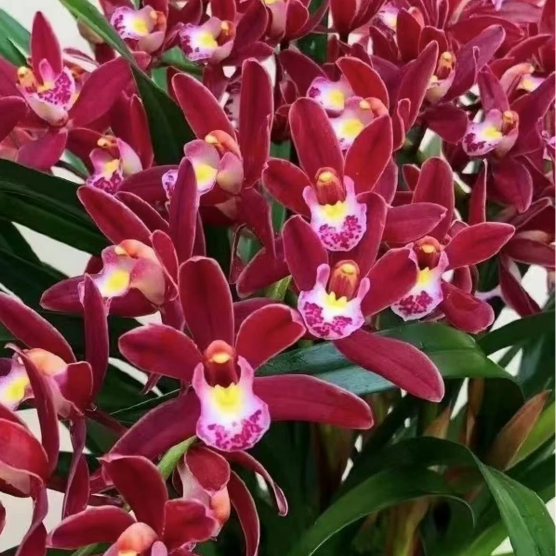 蕙兰【红双喜8苗起】四季开鲜花大花绿植园艺卉盆栽浓香精品好养