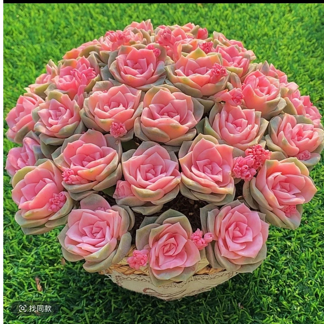 HS都在这个链接 精品多肉 云南多肉基地直发 带盆带土 新手好养活