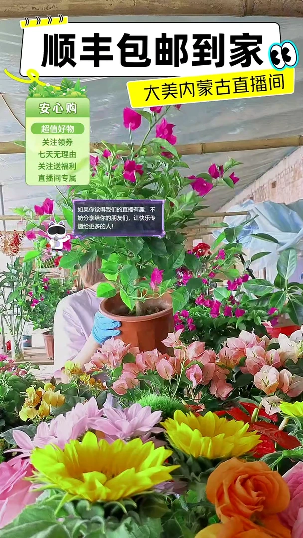 完全开放云南紫三角梅