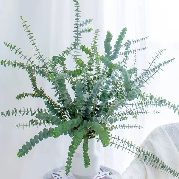 【尤加利叶】百搭配草 小叶尤加利北欧软装风格  凑单福利